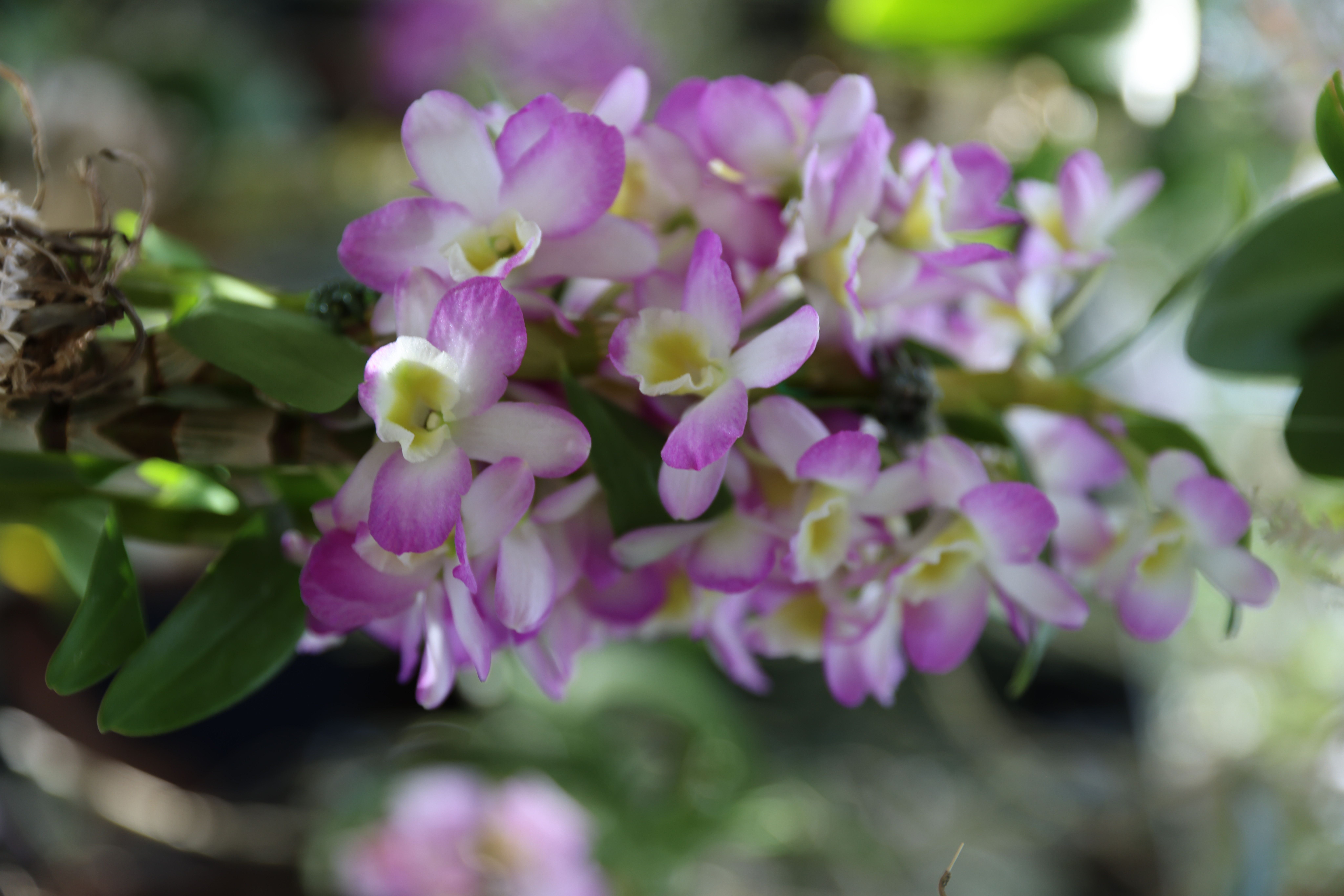 eine von vielen schönen Orchideen