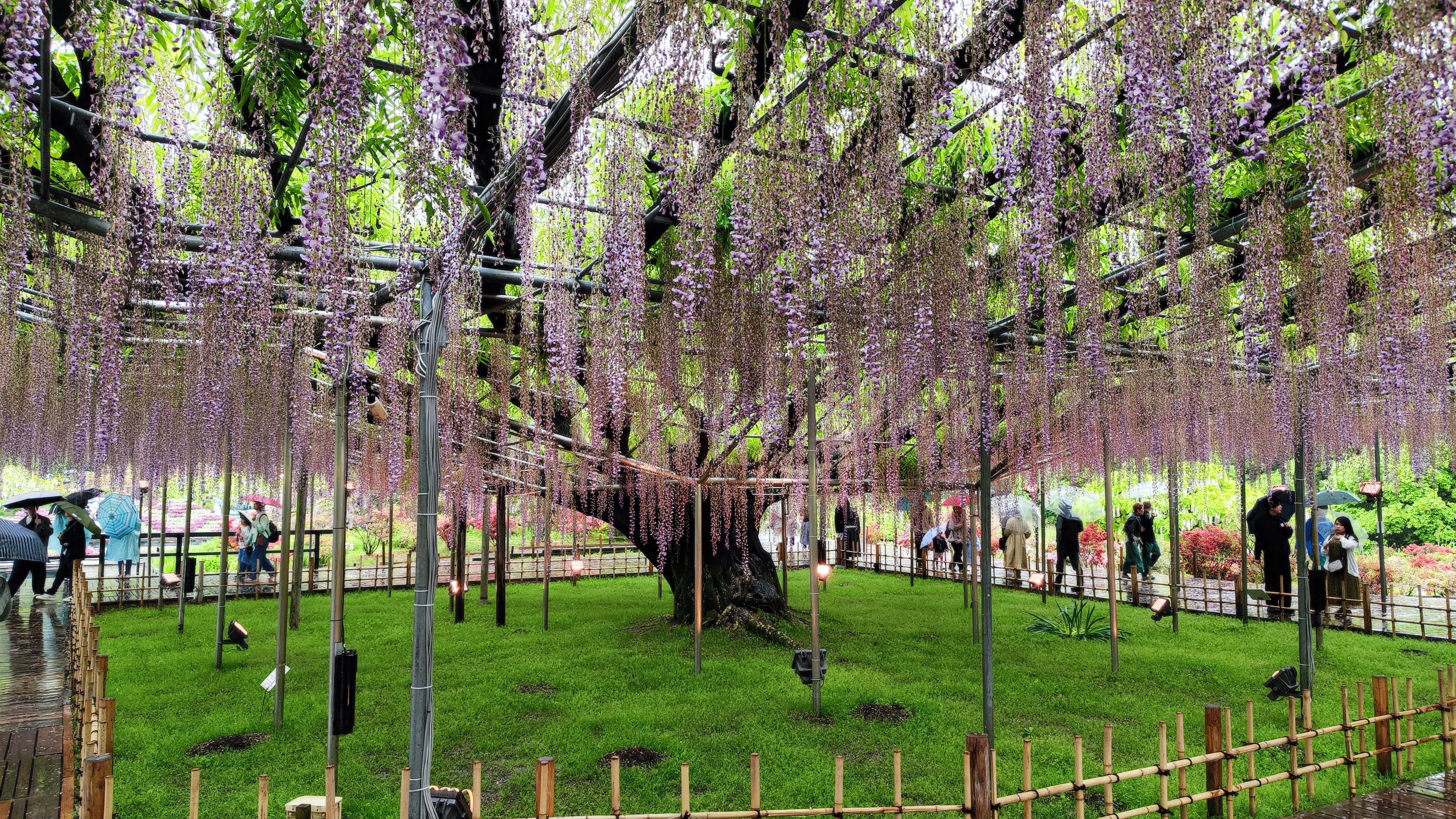 Wisteria Baum