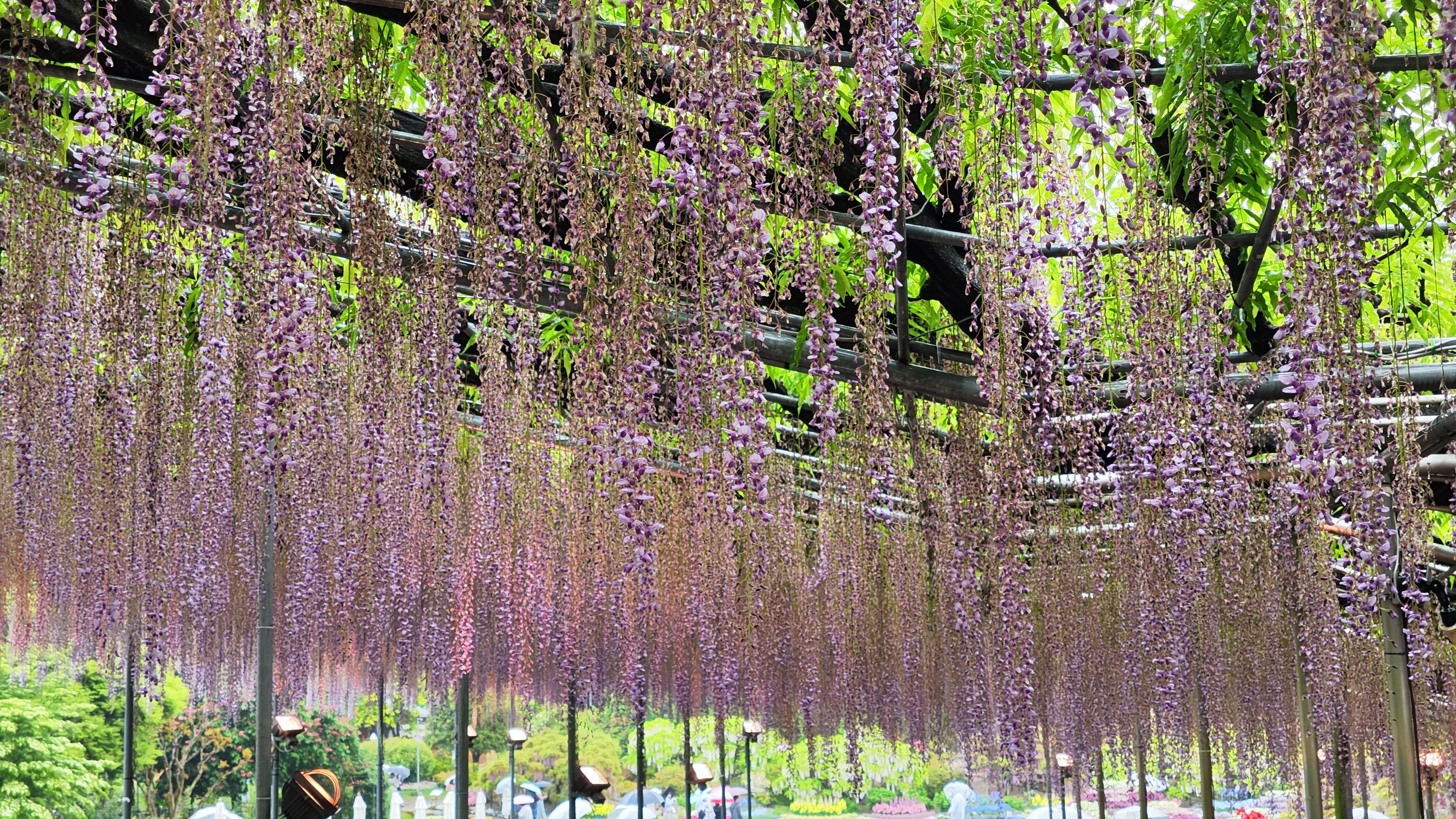 Wisteria Baum - ein Prachtstück. Erinnert mich an Eyowa 😍