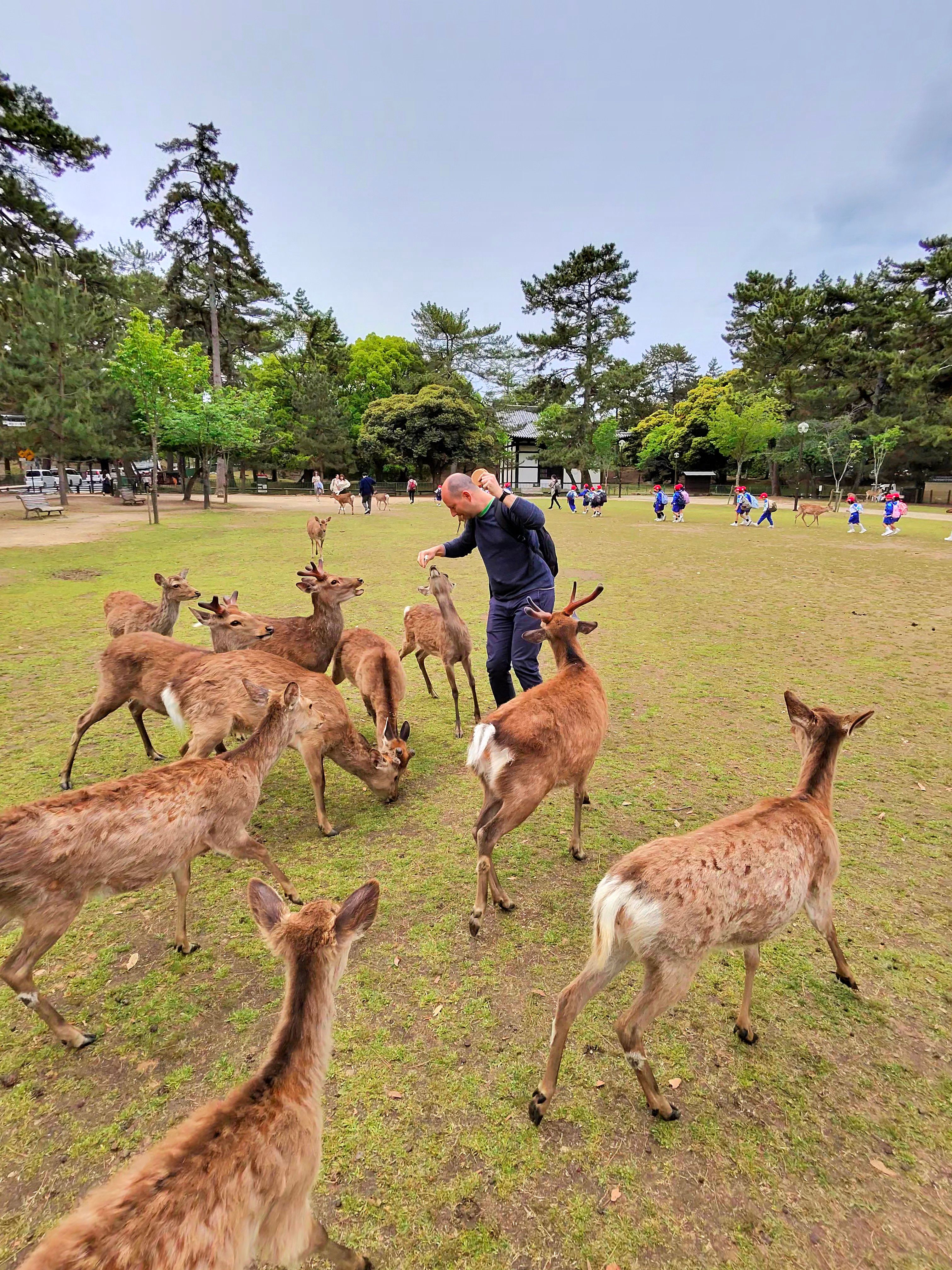 Nachdem ich die ersten Cracker verteilen konnte (aus Panik wild um mich schmeissend), sind einzelne Rehe damit beschäftigt diese im kaum vorhanden Gras zu finden und zu verspeisen - lieber das als mich / meine Kleidung!