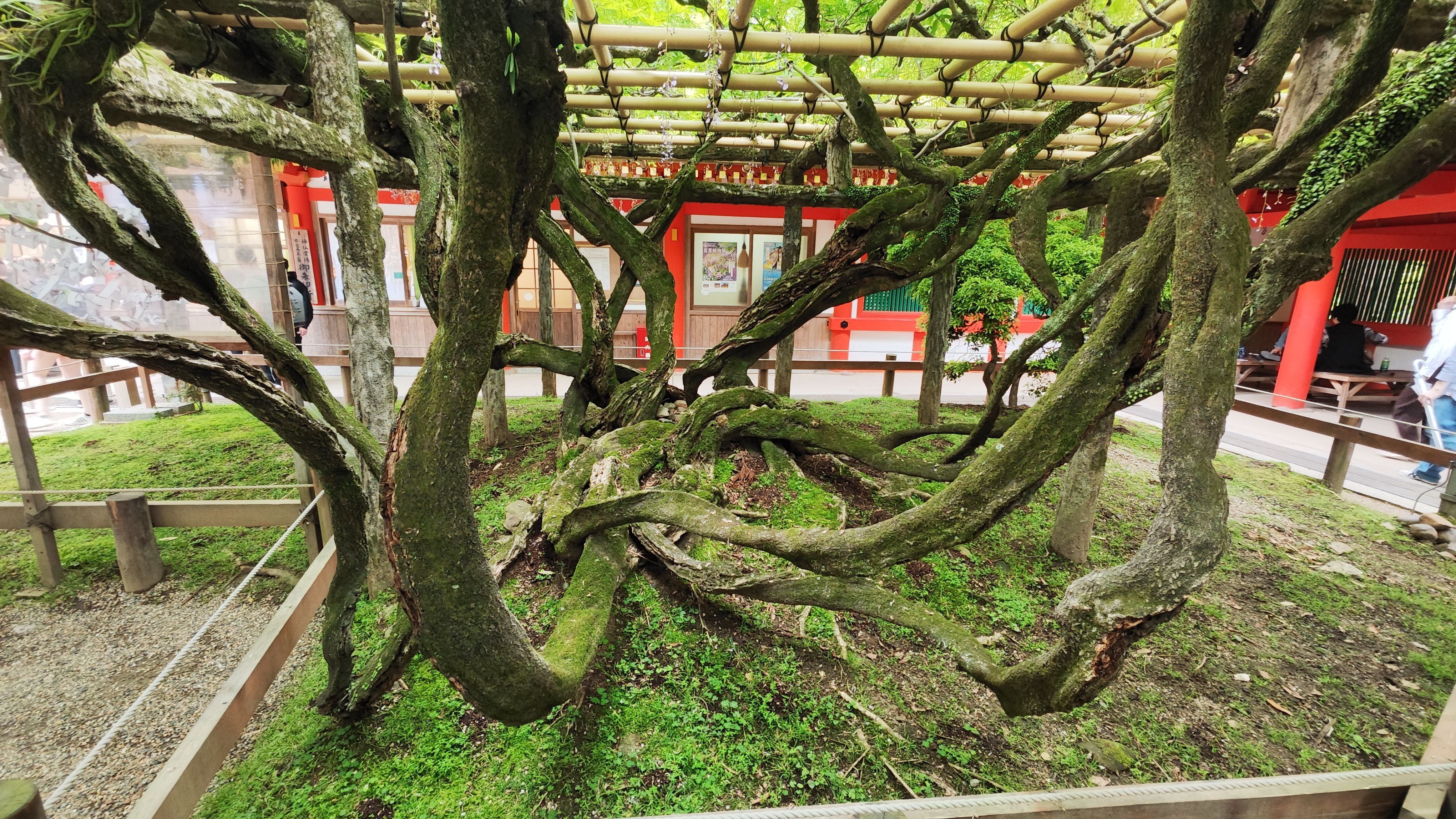 Verwirrter und verwirrender Baum 😅