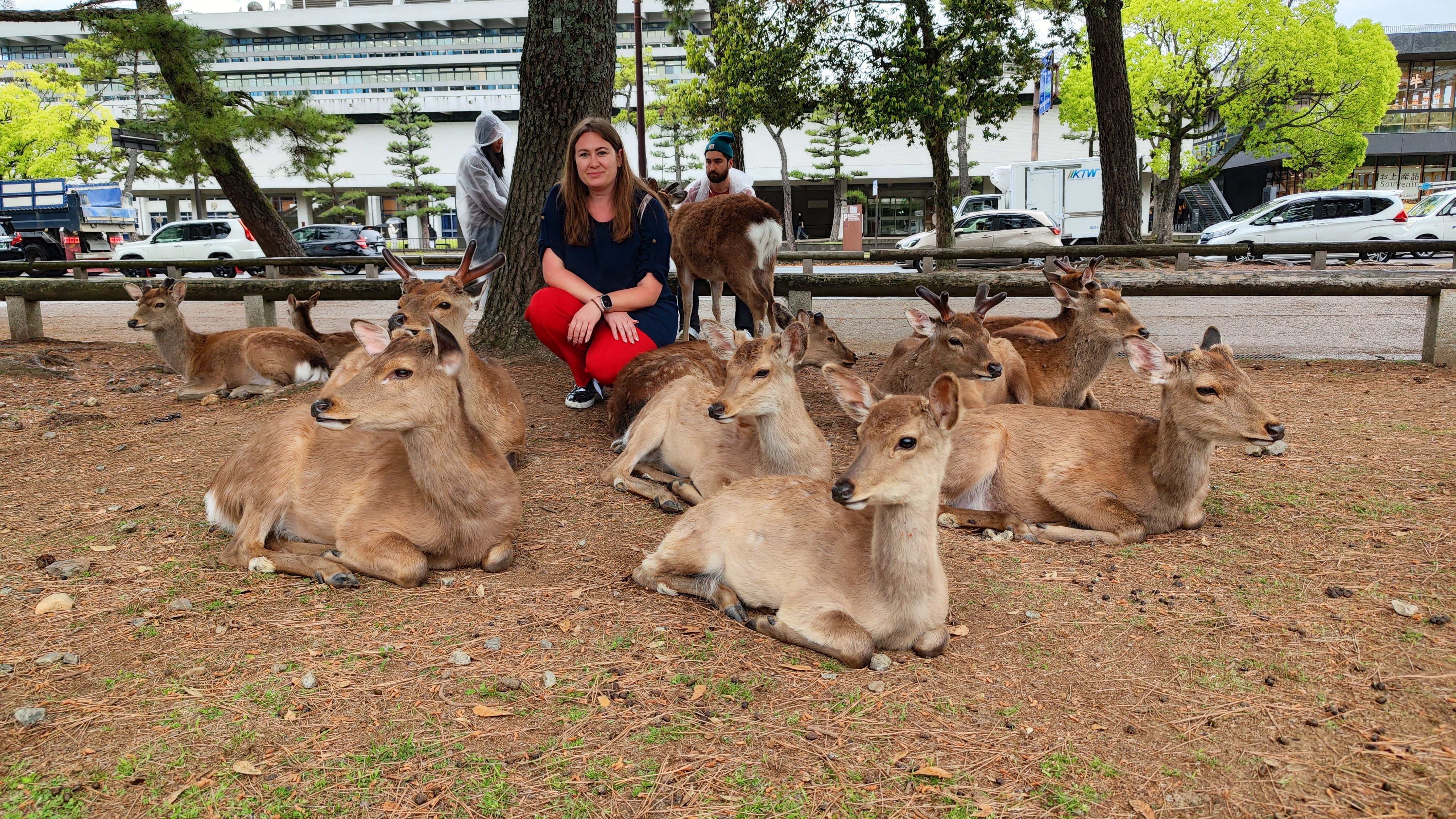 am Nachmittag waren die Rehe schon ganz ruhig
