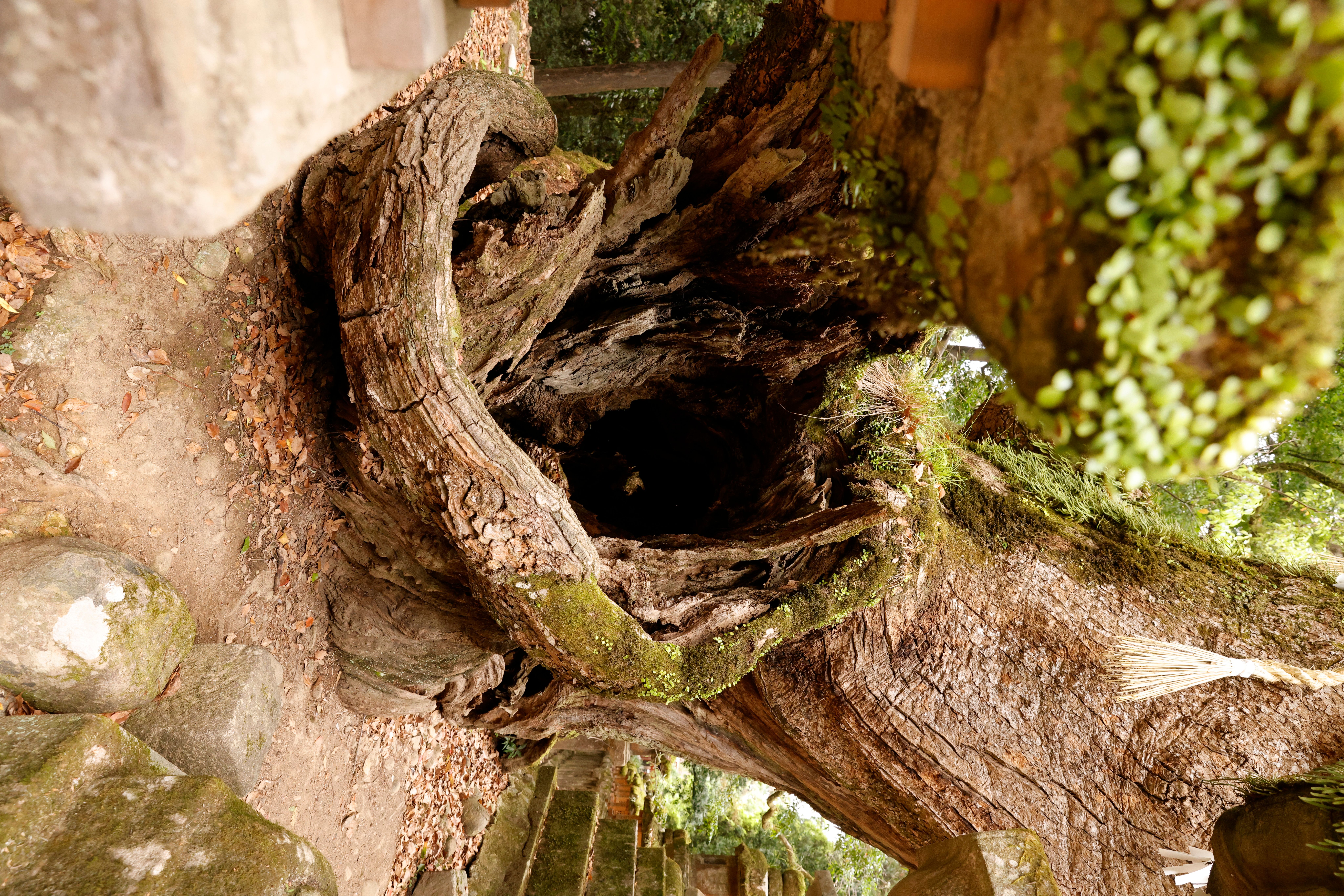 Ein uralter Baum - oder eher eine Verbindung aus 3 Bäumen, die über die Jahrhunderte zusammen gewachsen sind und vor ca. 70 Jahren durch schweren Schnee teilweise geknickt - dennoch lebt er noch!